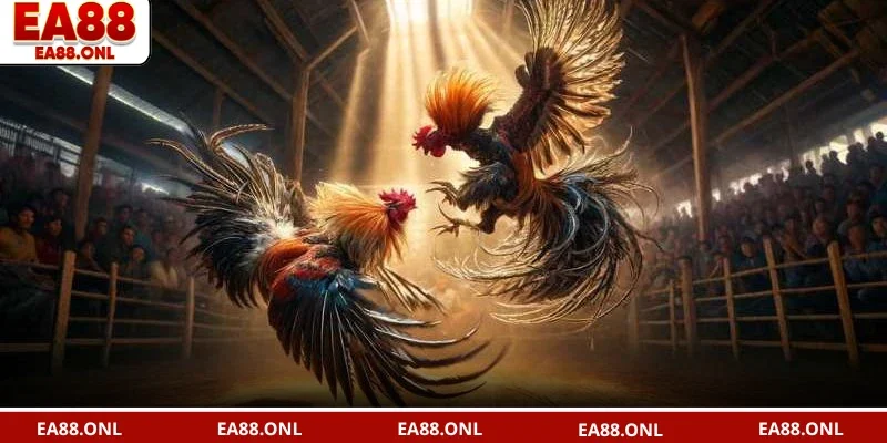 Đá gà EA88 theo dõi trực tiếp các trận đấu