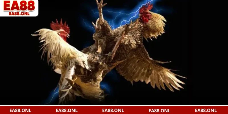 Lý do danh mục đá gà được yêu thích